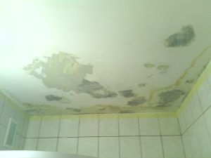 Faljavitás Budapest zugló.jpg